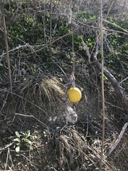 Cucurbita foetidissima