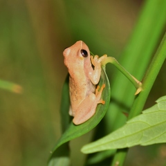 Dendropsophus sanborni