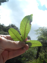 Caloptilia chrysitis