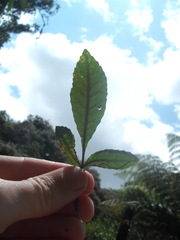 Caloptilia chrysitis