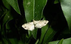 Chloroclystis sphragitis
