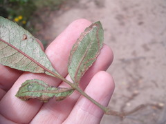 Caloptilia chrysitis