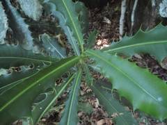 Pachystroma longifolium