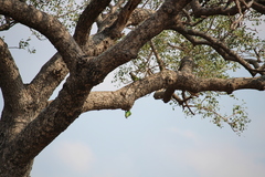 Poicephalus cryptoxanthus cryptoxanthus