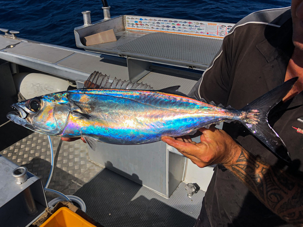Tonga Escolar