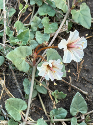 Berlandier's Trumpets (Acleisanthes obtusa)