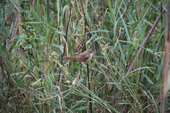 Prinia subflava affinis