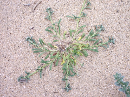 Image of Cryptantha leiocarpa by (c) kclarksdnhmorg, some rights reserved (CC BY)