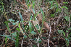 Prinia subflava affinis