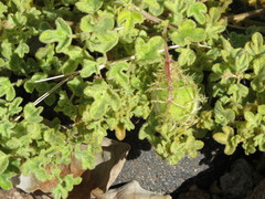 Passiflora fruticosa