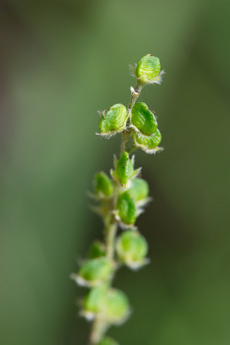 Sampson's snakeroot (Orbexilum pedunculatum)