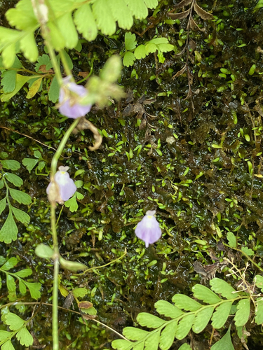 Utricularia livida image