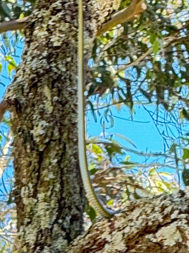 Common Tree Snake sighting