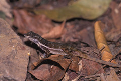 Anolis oxylophus