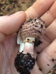 Lepiota echinacea