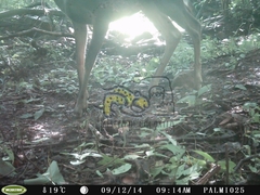 Odocoileus virginianus sinaloae