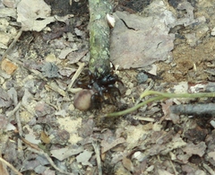 Antrodiaetus unicolor