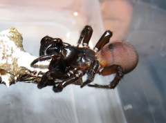 Antrodiaetus unicolor