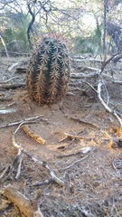 Melocactus lemairei