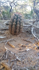 Melocactus lemairei