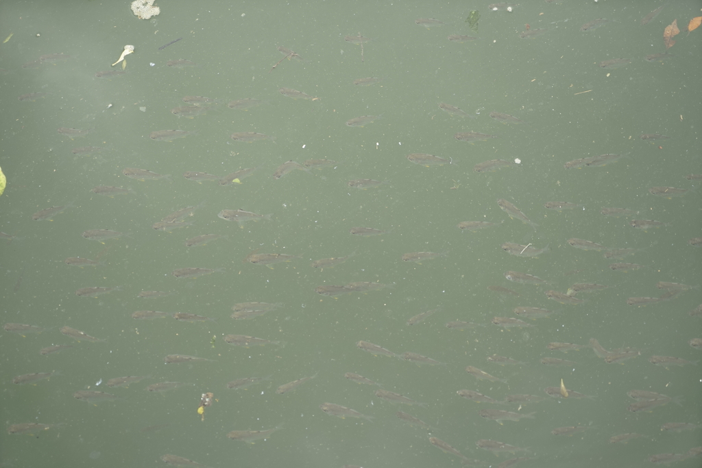 Singapore Glassy Perchlet