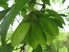 Acer triflorum