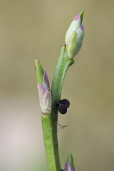 Lamproderma arcyrioides