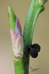 Lamproderma arcyrioides