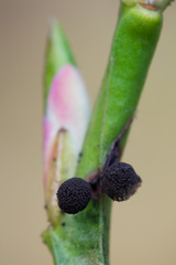 Lamproderma arcyrioides