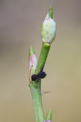 Lamproderma arcyrioides