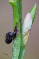 Lamproderma arcyrioides