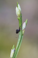 Lamproderma arcyrioides