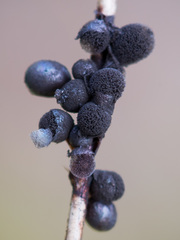 Lamproderma arcyrioides