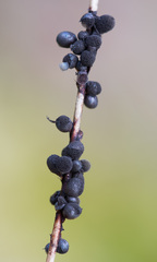 Lamproderma arcyrioides