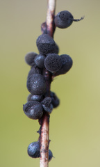 Lamproderma arcyrioides