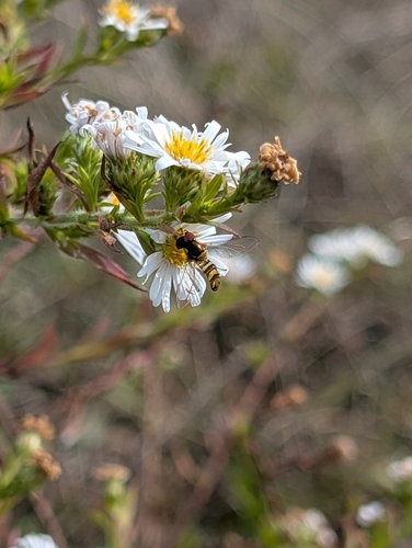 Unknown species found near Bealeton, VA 22712, USA