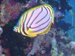 Chaetodon meyeri