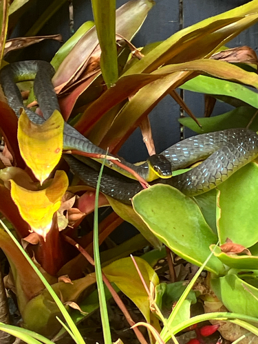 Common Tree Snake sighting