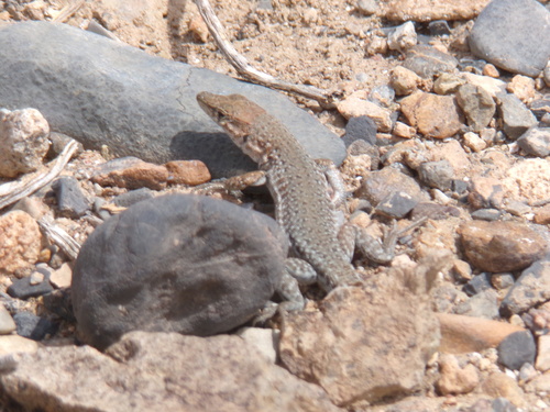 Desert Lacerta