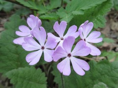 Primula sieboldii