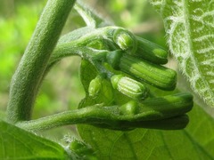 Alangium platanifolium