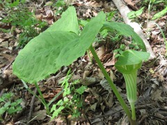 Arisaema amurense