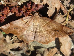 Endropiodes indictinaria