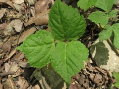Spuriopimpinella brachycarpa