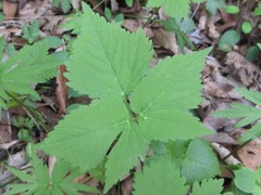 Spuriopimpinella brachycarpa