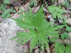 Spuriopimpinella brachycarpa