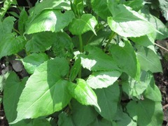 Saussurea gracilis