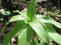 Lilium tsingtauense