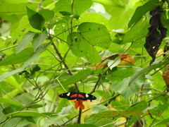 Heliconius doris viridis
