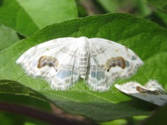 Auzata nigrata